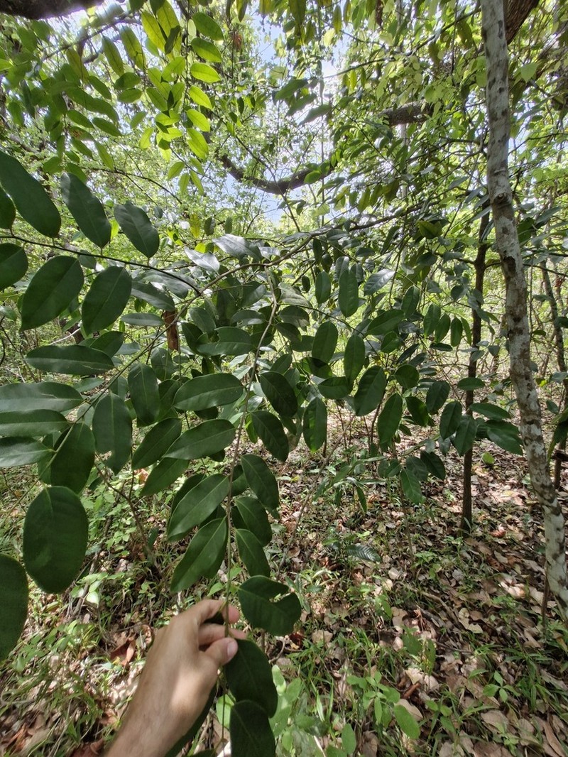 Ouratea fieldingiana photo 7
