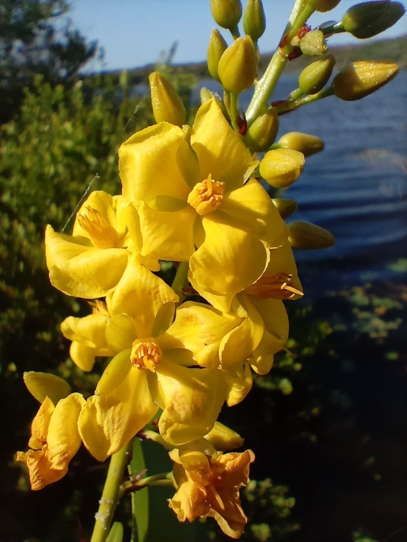 Ouratea fieldingiana photo 8