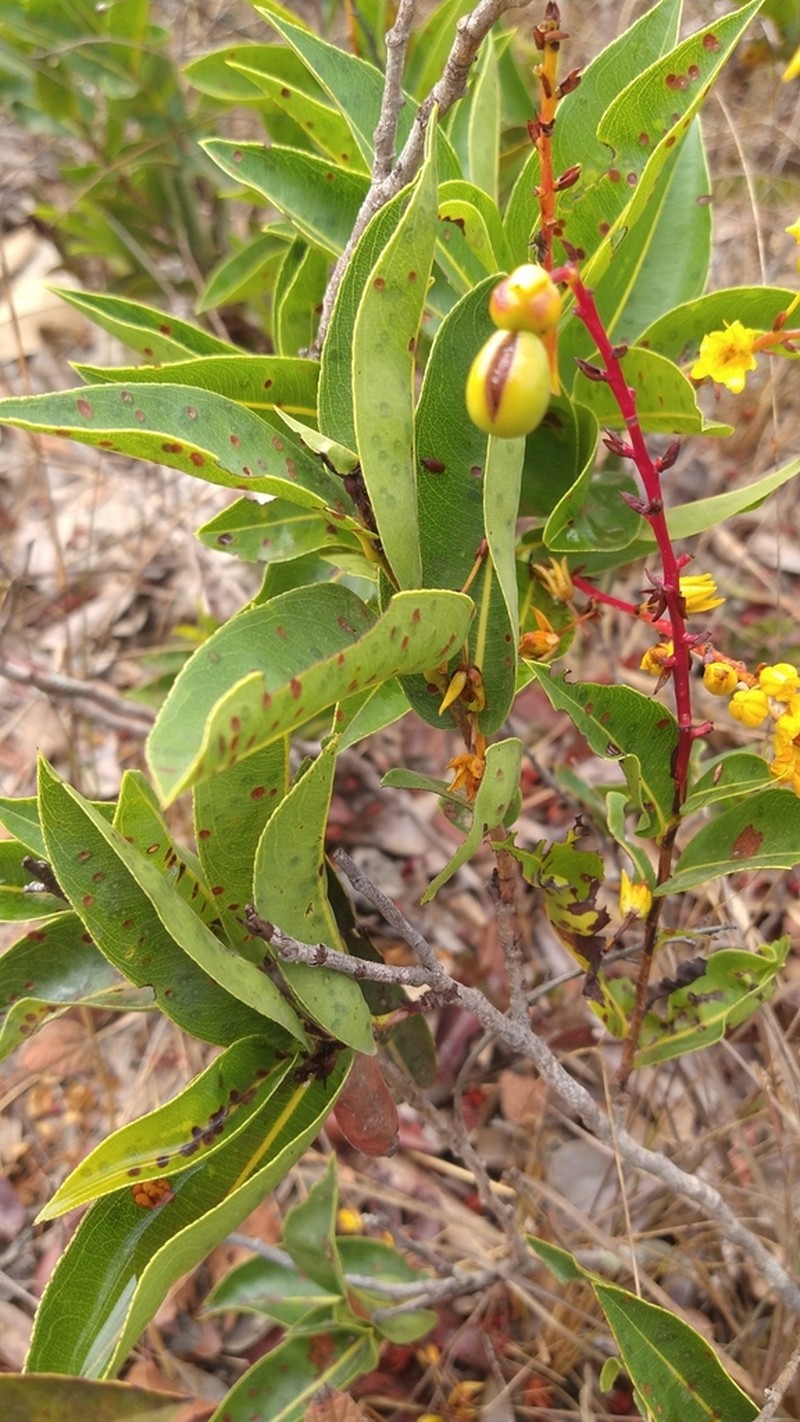 Ouratea floribunda