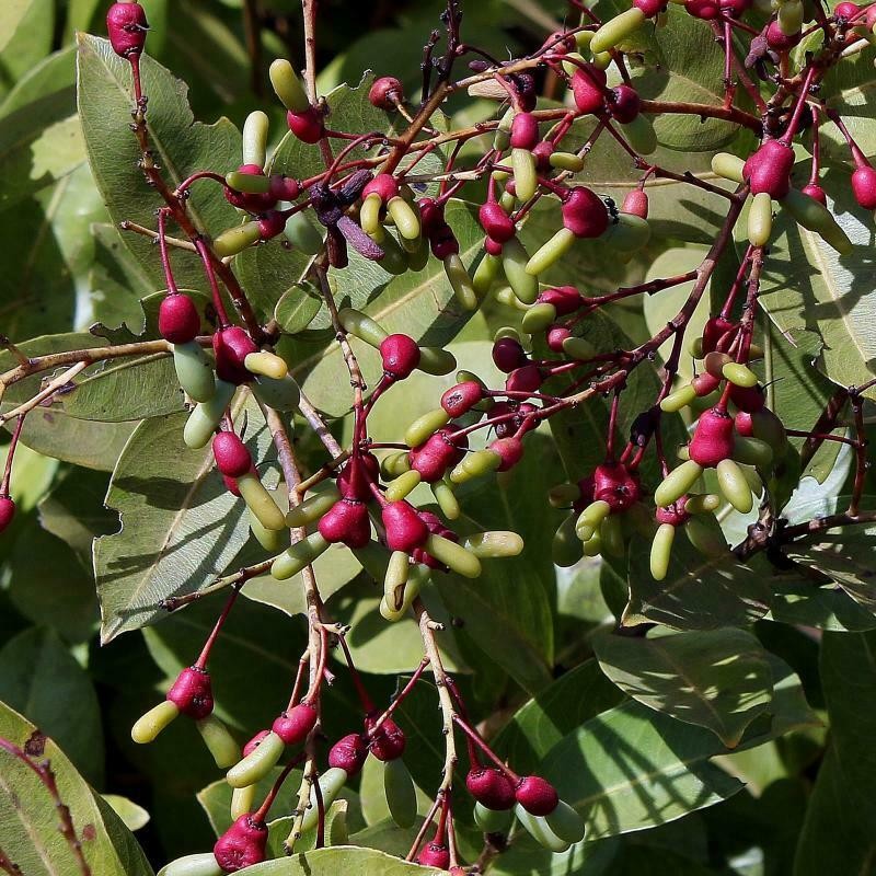Ouratea floribunda photo 3