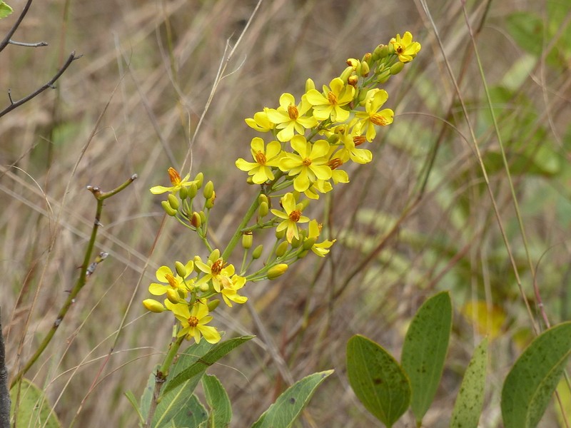 Ouratea floribunda photo 4