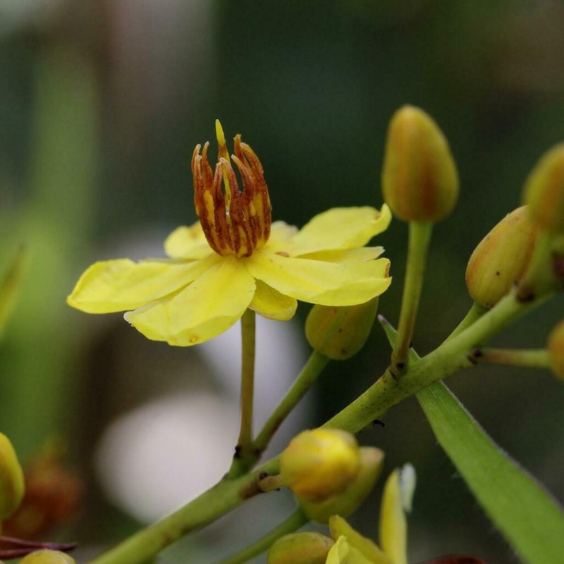 Ouratea floribunda photo 5