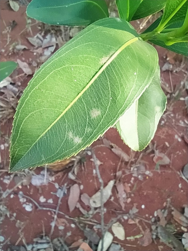 Ouratea floribunda photo 6