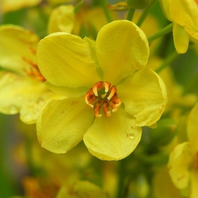 Ouratea floribunda photo 8
