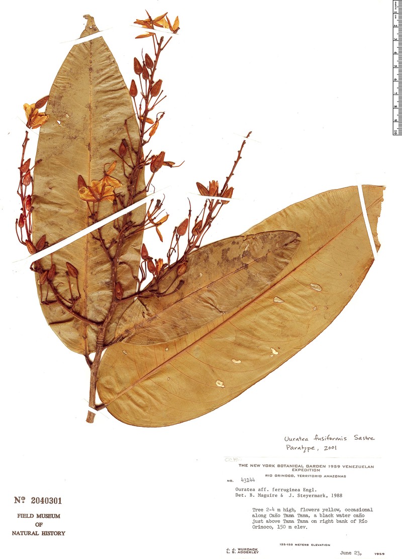 Ouratea fusiformis