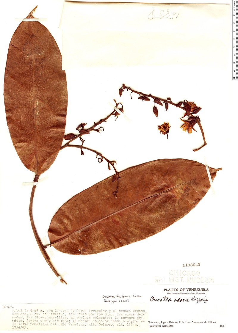 Ouratea fusiformis photo 2