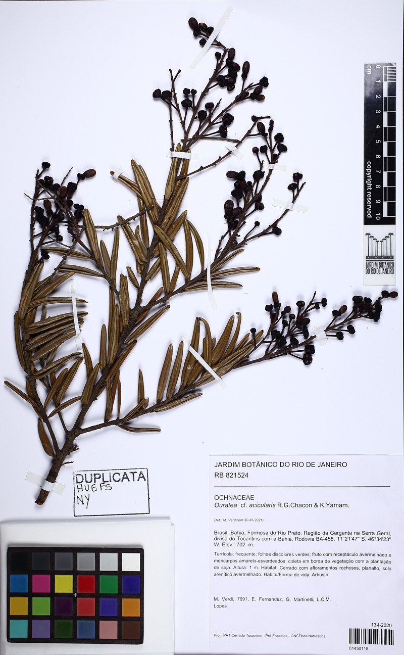 Ouratea gardneri