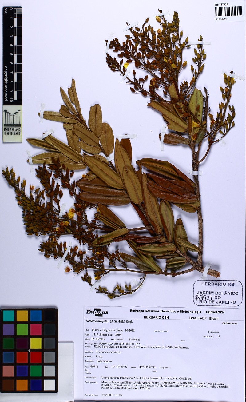 Ouratea gardneri photo 2