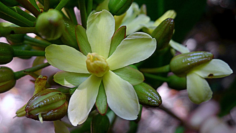 Ouratea gigantophylla