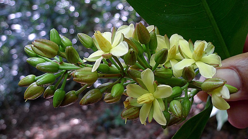 Ouratea gigantophylla photo 2