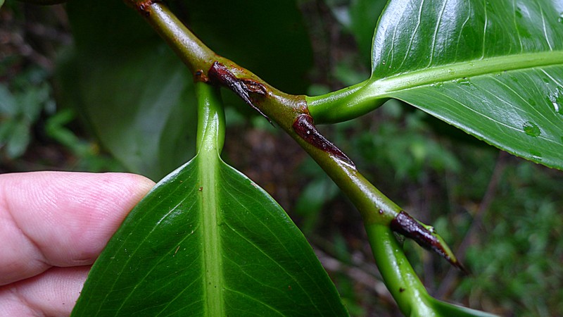 Ouratea gigantophylla photo 3