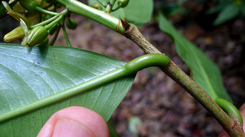 Ouratea gigantophylla photo 4