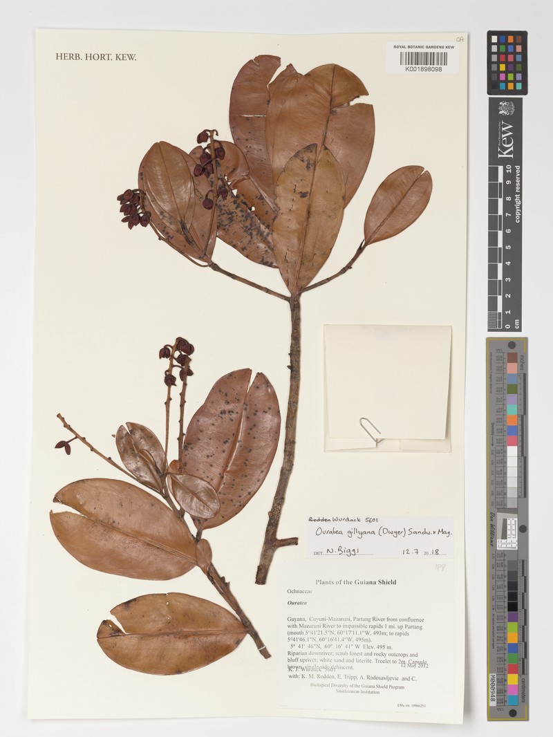 Ouratea gillyana