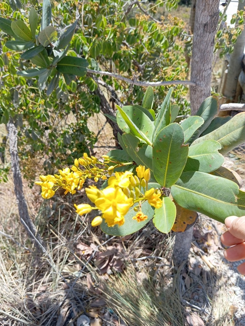 Ouratea glaucescens