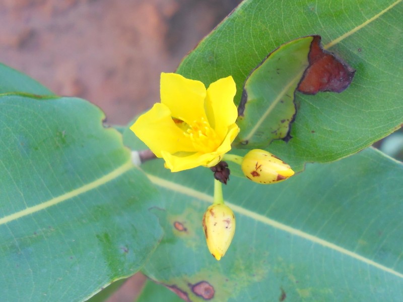 Ouratea glaucescens photo 3