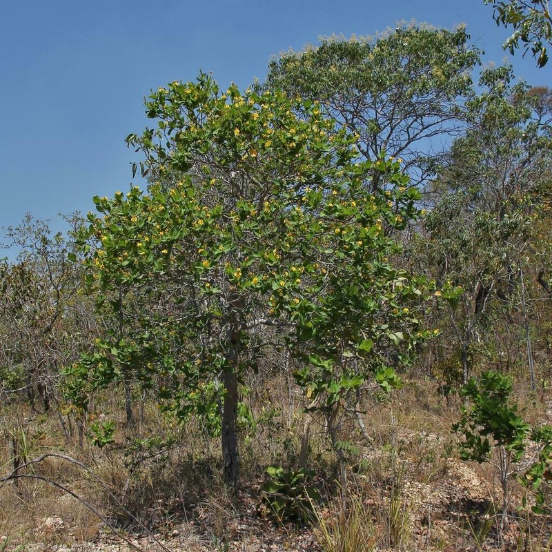 Ouratea glaucescens photo 4