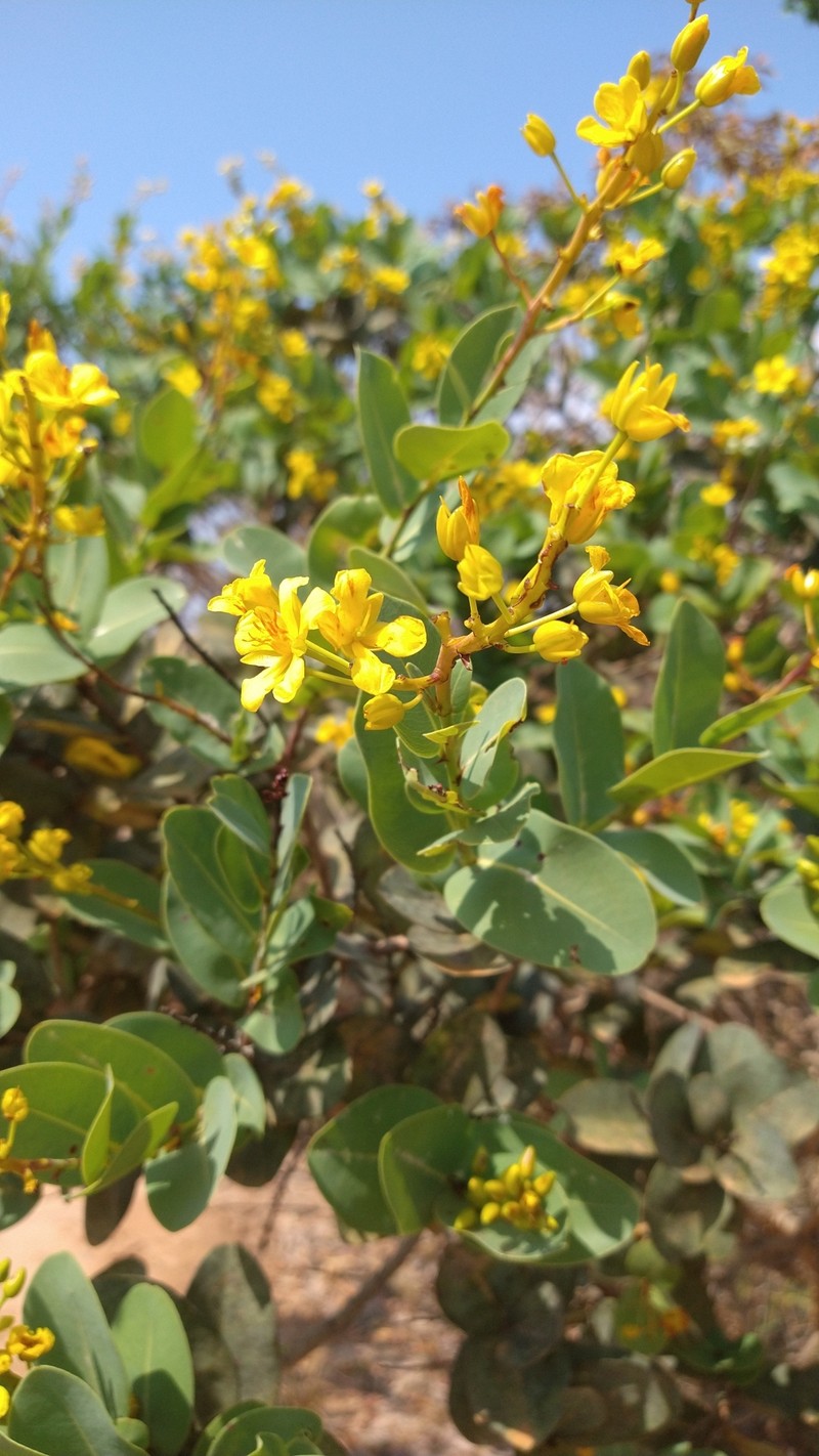 Ouratea glaucescens photo 7