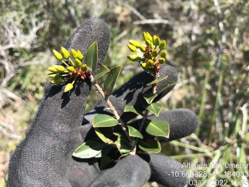 Ouratea gracilis