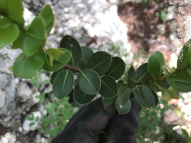 Ouratea gracilis photo 2