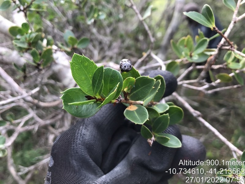 Ouratea gracilis photo 3