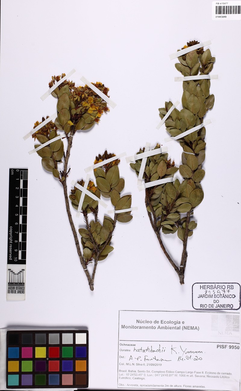Ouratea gracilis photo 4