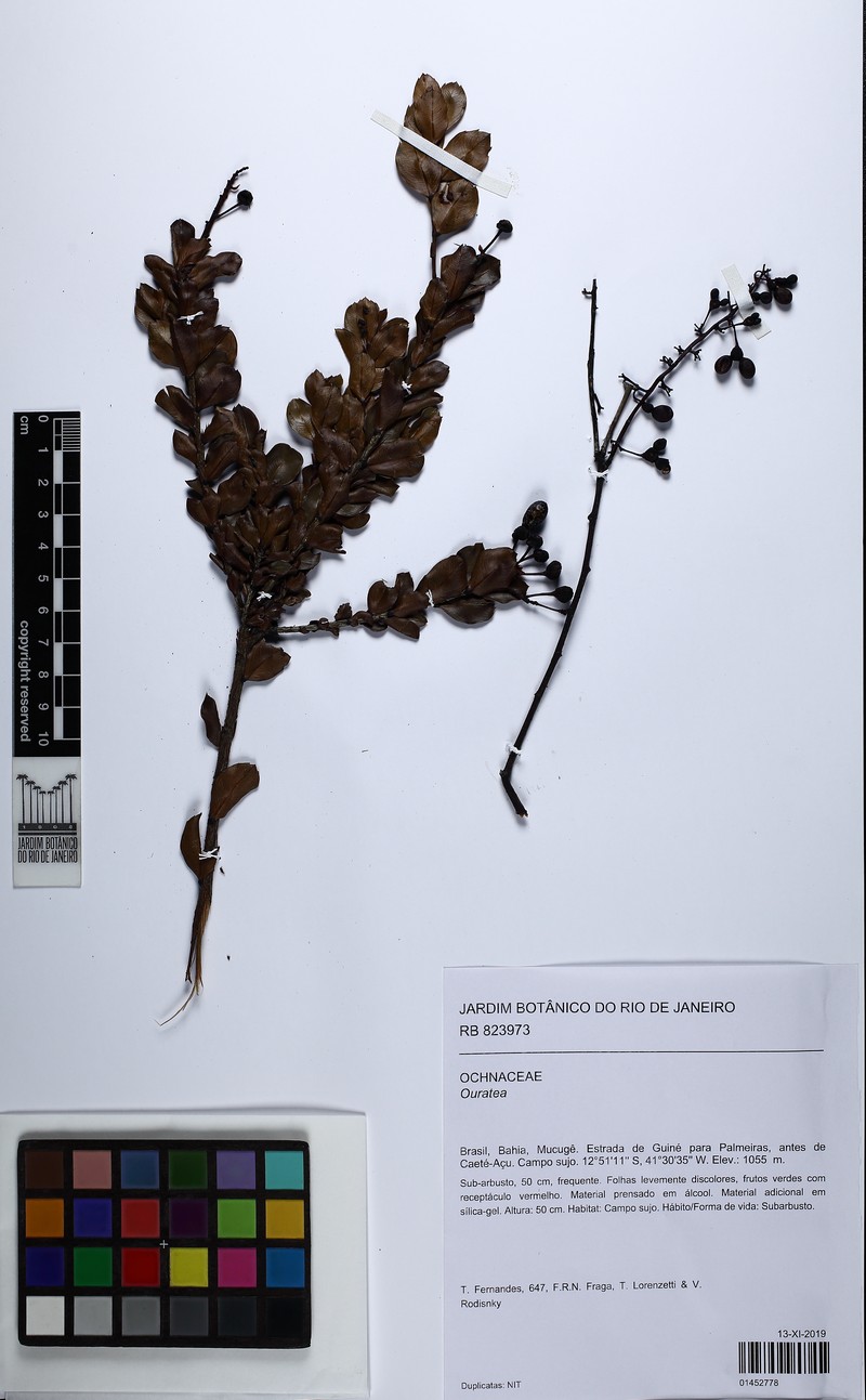 Ouratea gracilis photo 5