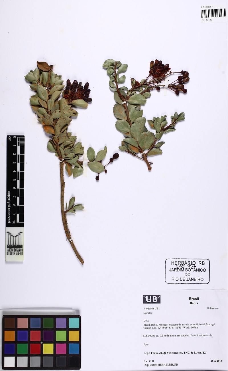 Ouratea gracilis photo 6