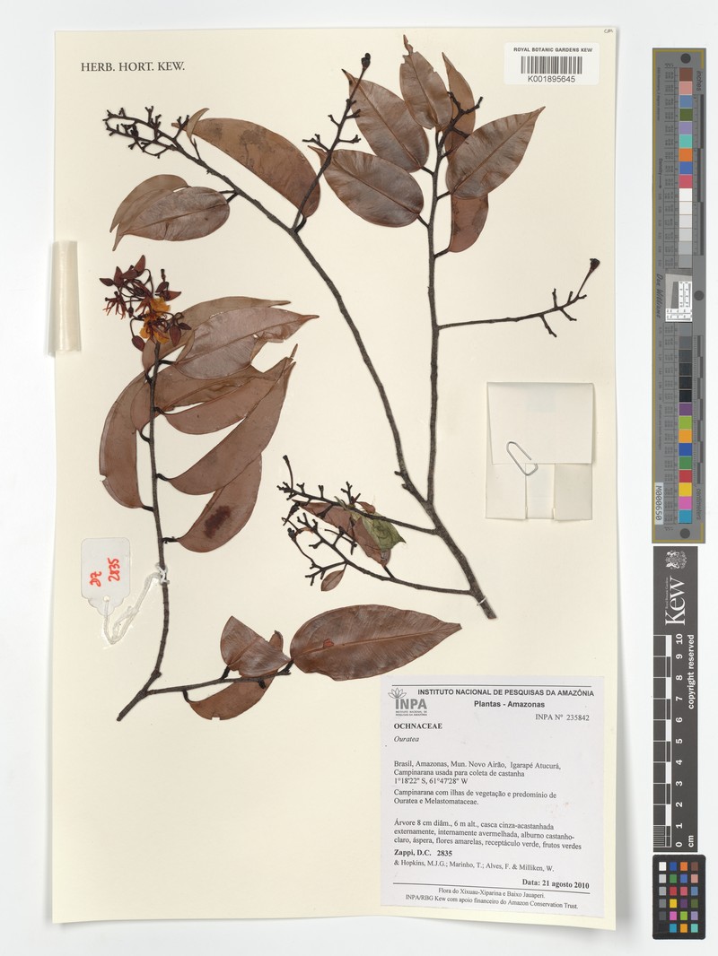 Ouratea grandiflora