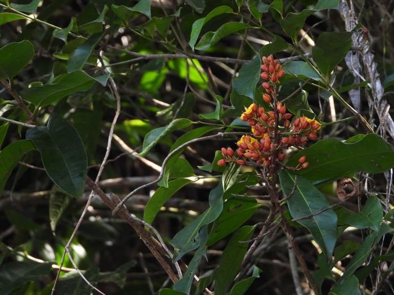 Ouratea guianensis