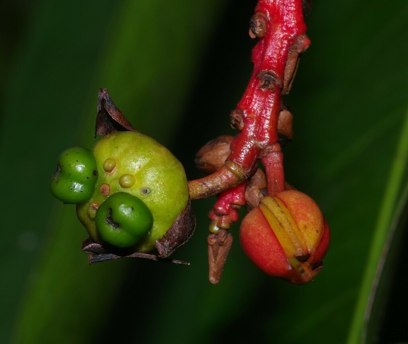 Ouratea guianensis photo 2