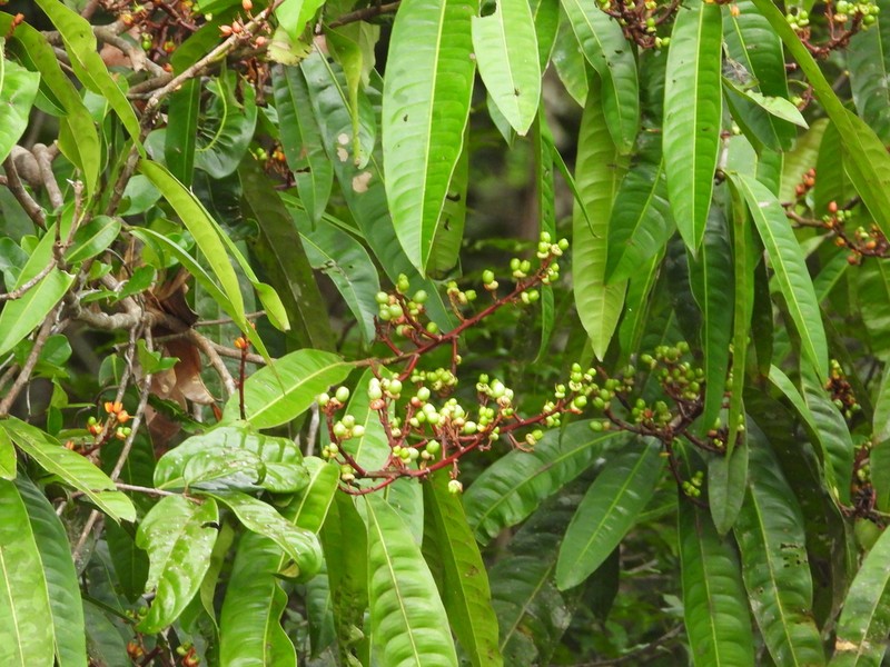 Ouratea guianensis photo 4