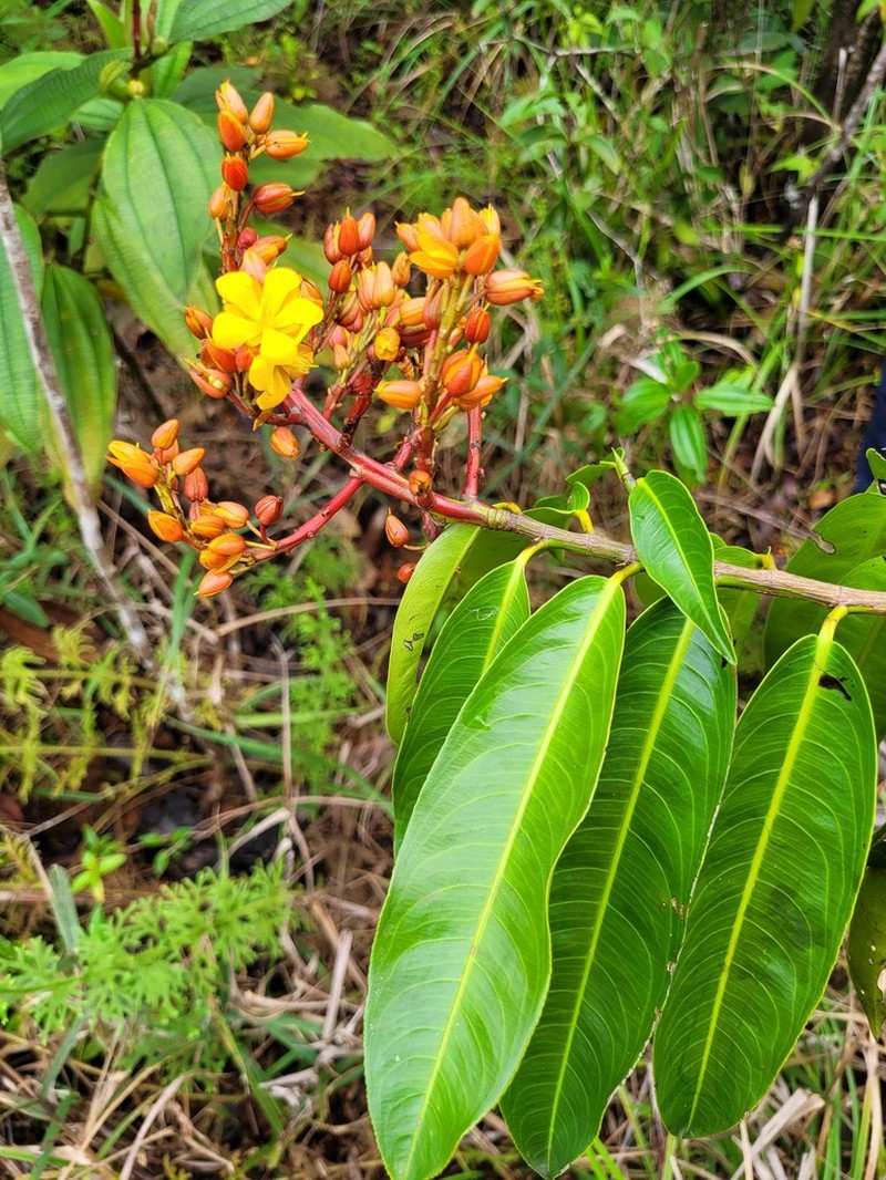 Ouratea guianensis photo 5