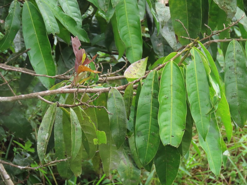 Ouratea guianensis photo 6