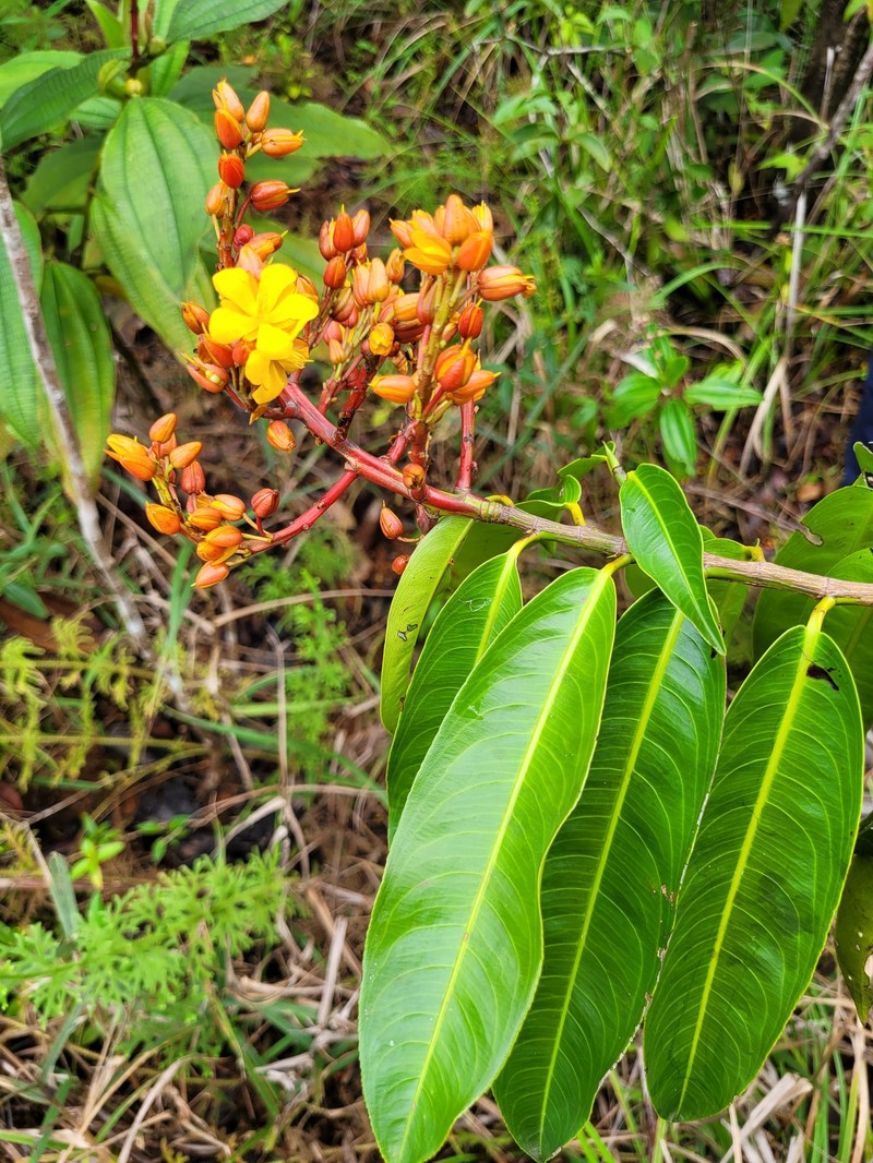 Ouratea guianensis photo 7