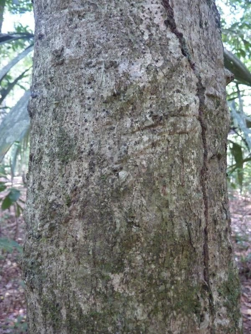 Ouratea guianensis photo 8