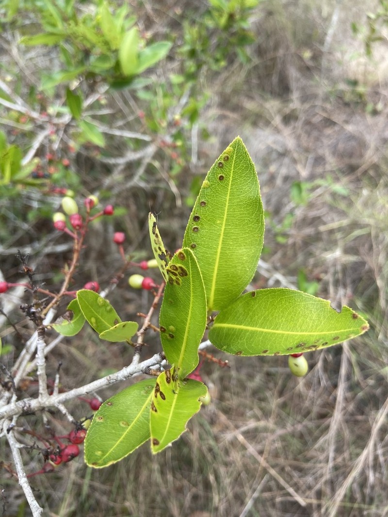 Ouratea guildingii