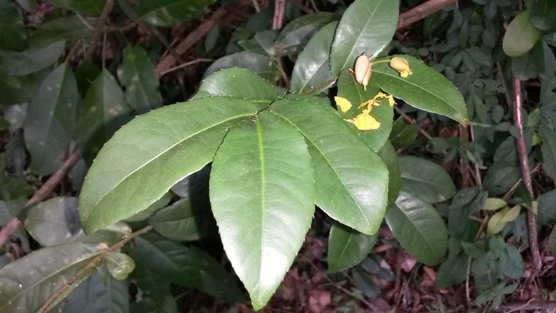 Ouratea guildingii photo 2