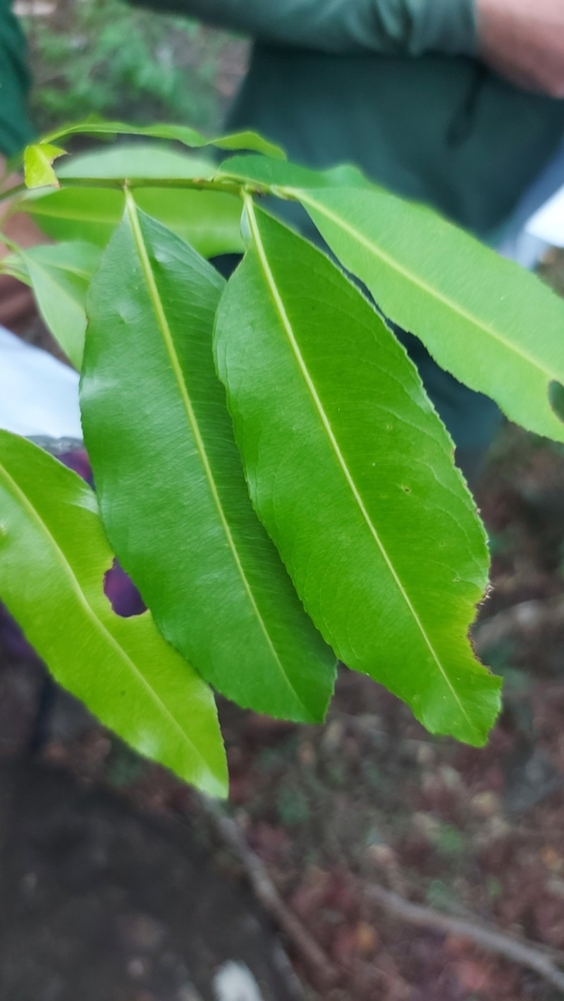Ouratea guildingii photo 3