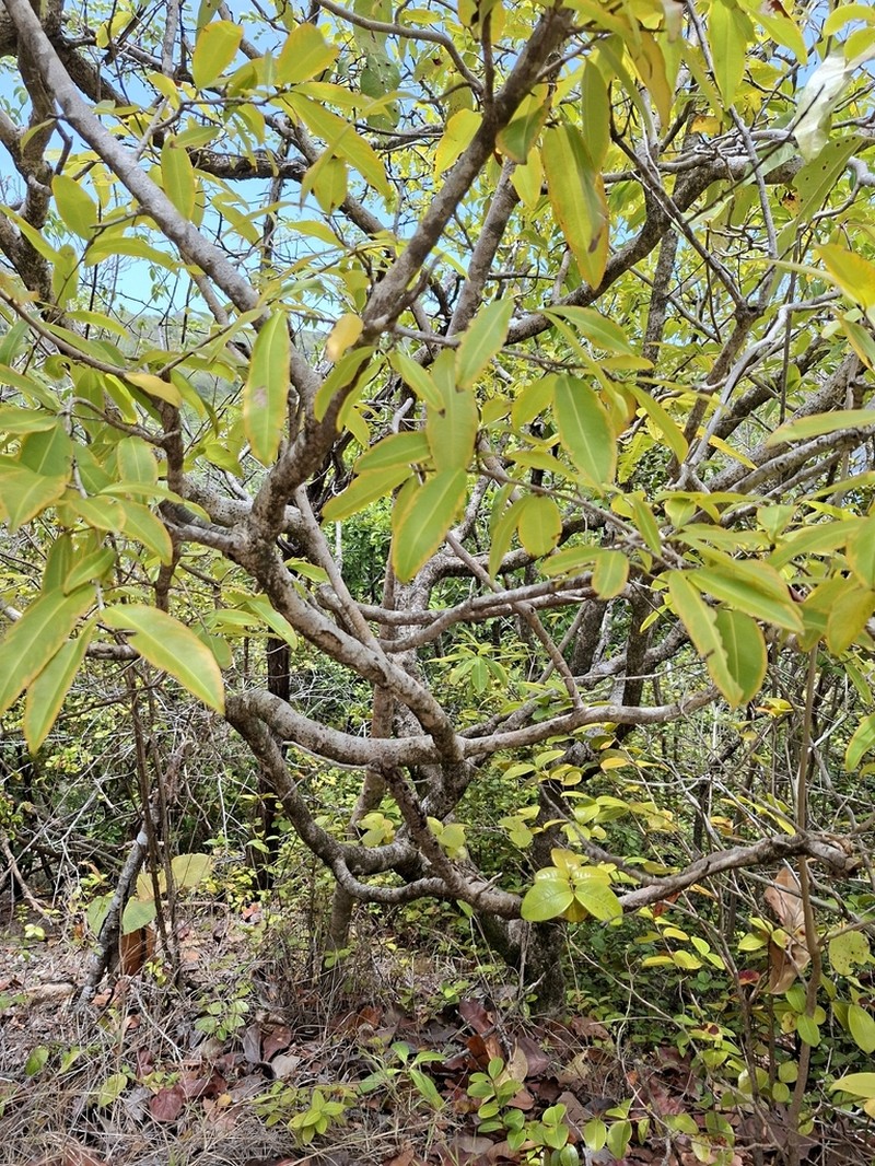 Ouratea guildingii photo 5