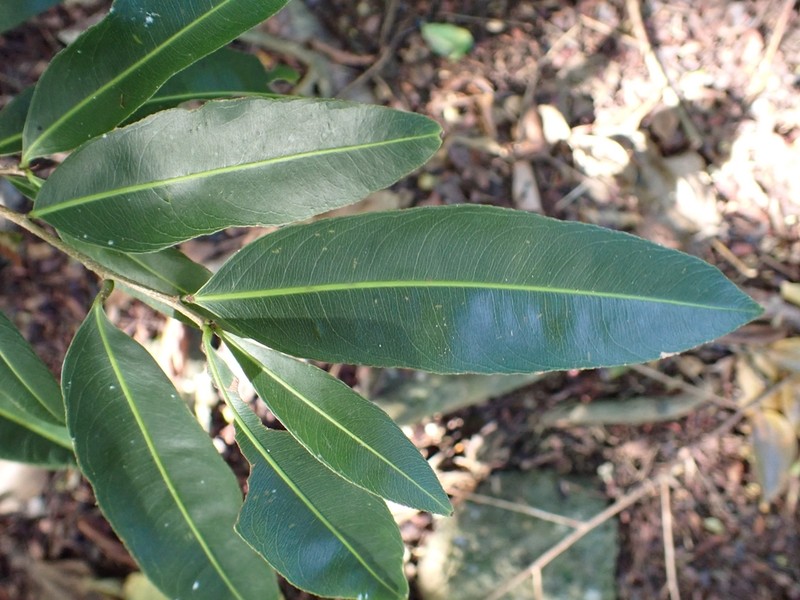 Ouratea guildingii photo 6