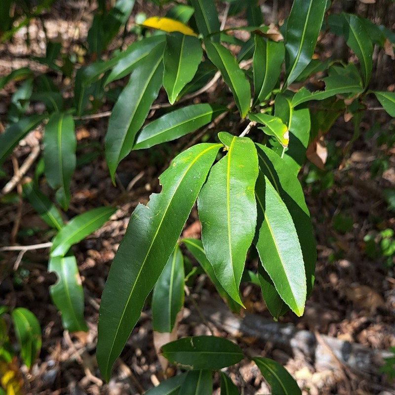 Ouratea guildingii photo 8