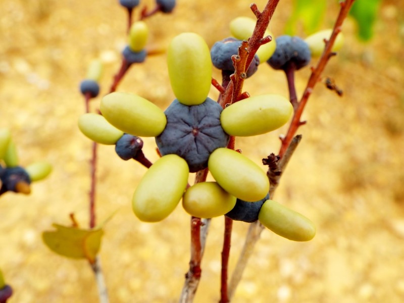 Ouratea hexasperma