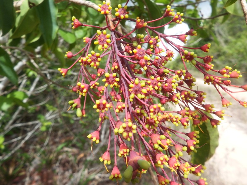 Ouratea hexasperma photo 2