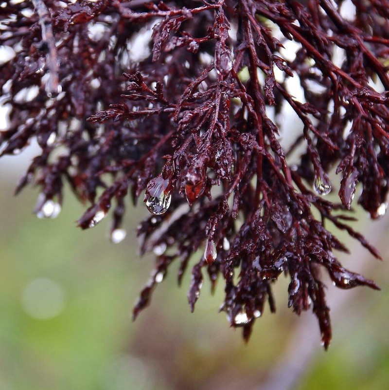 Ouratea hexasperma photo 3