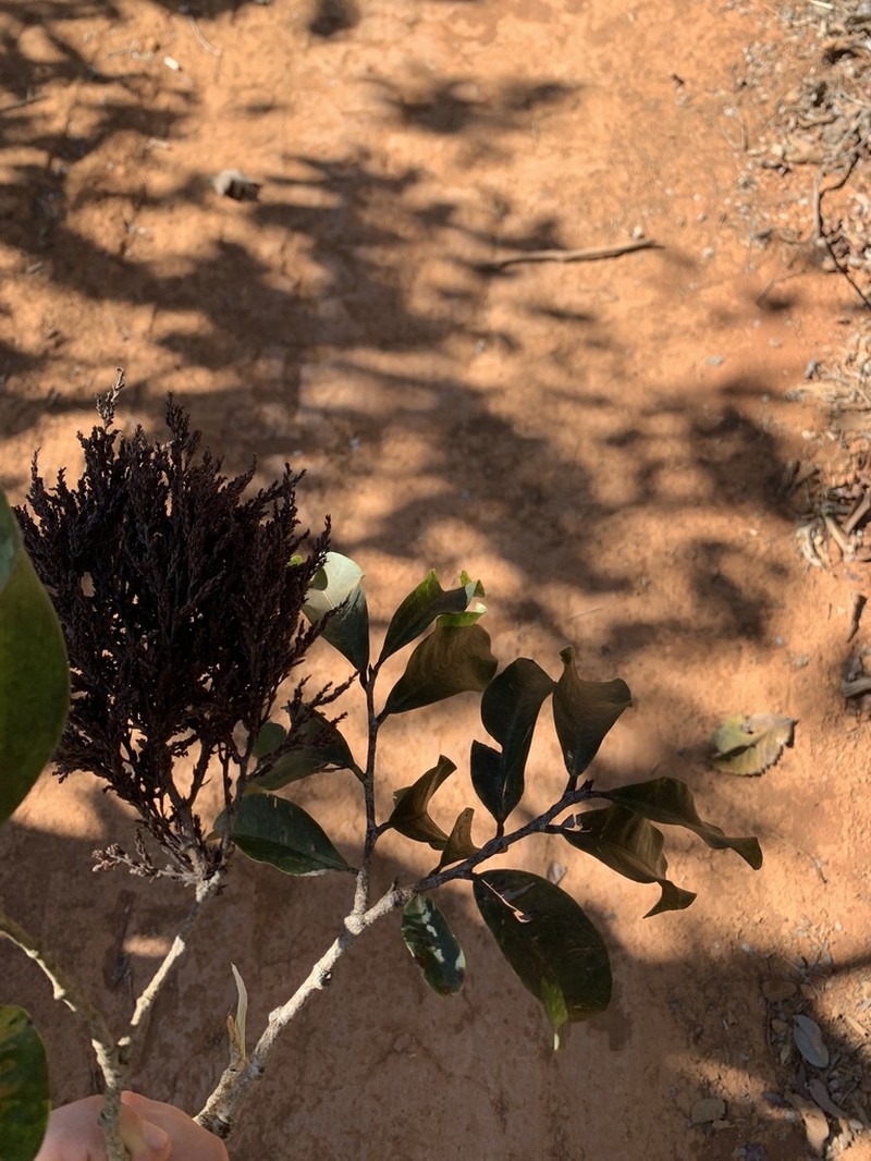 Ouratea hexasperma photo 4