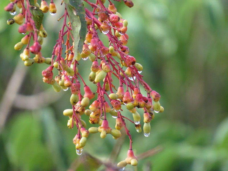 Ouratea hexasperma photo 5