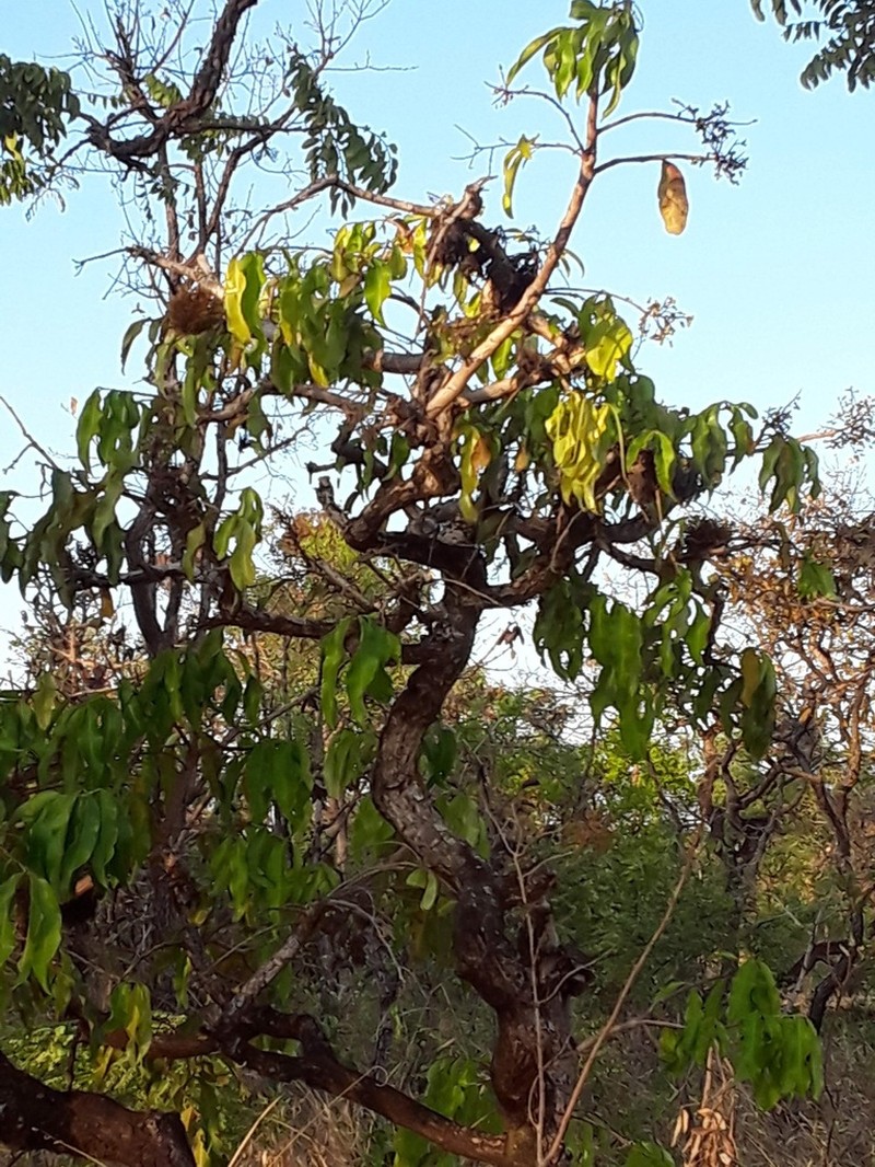 Ouratea hexasperma photo 6