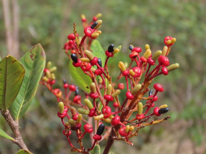 Ouratea hexasperma photo 7