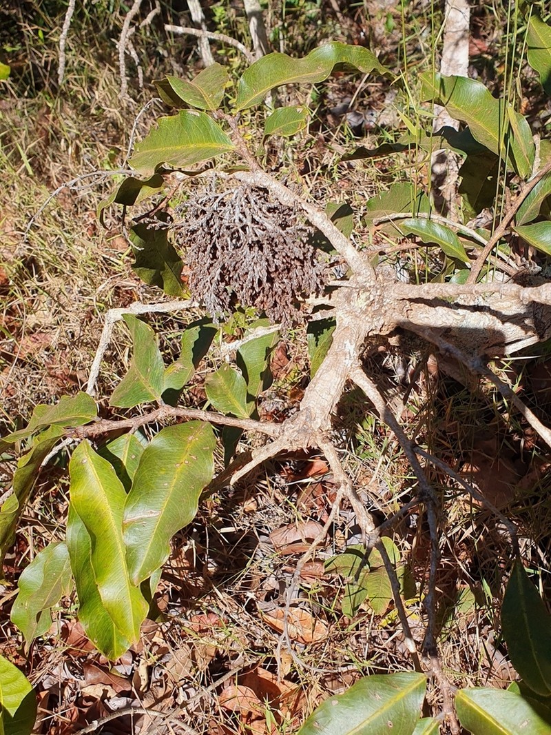 Ouratea hexasperma photo 8