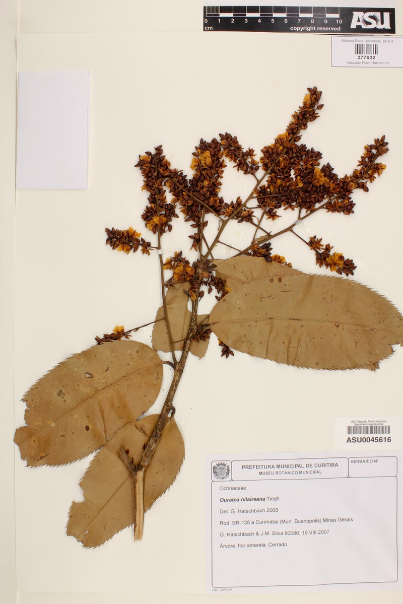 Ouratea hilaireana